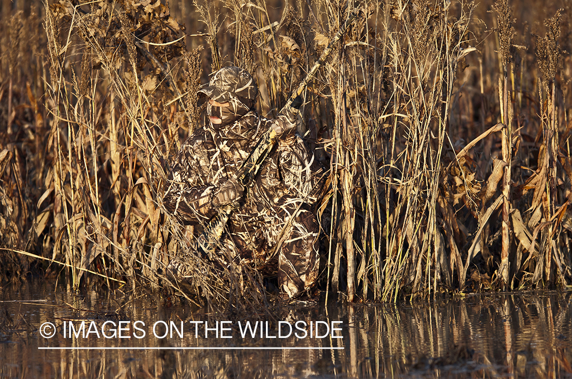 Waterfowl hunter camouflaged in wetlands.