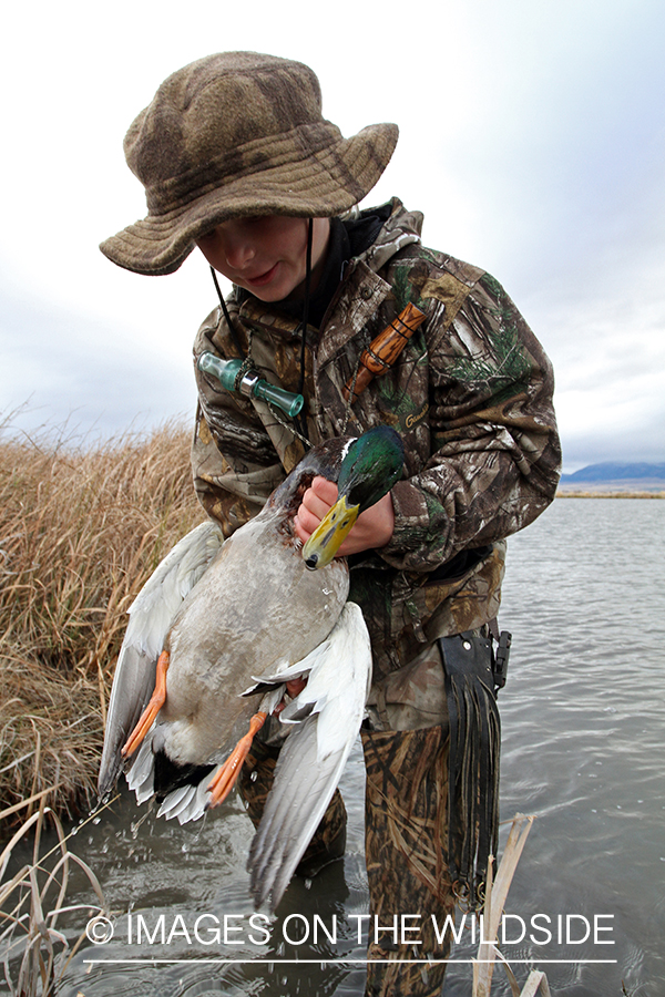 Young waterfowl hunter with bagged mallard.