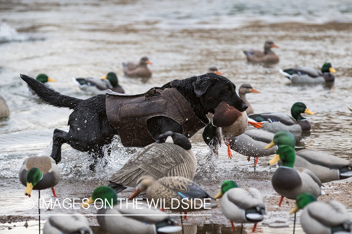 Black Lab retrieving bagged duck.