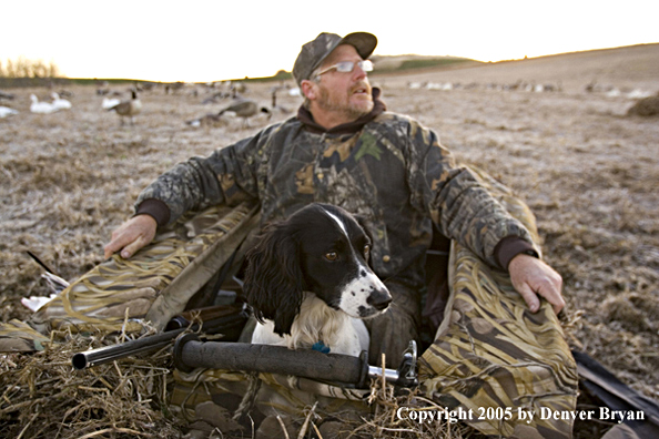 Goose hunter sitting in blind with Springer Spaniel.