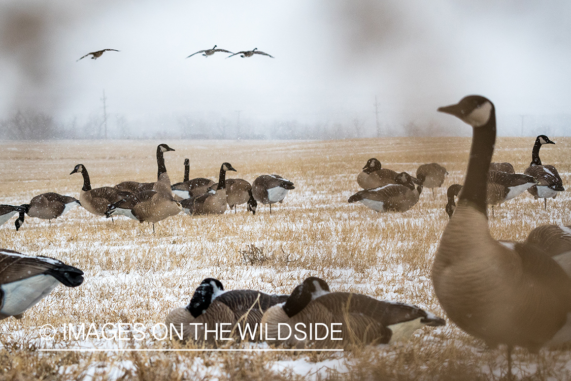 Canada geese landing in field with decoys.