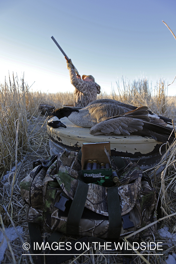 Hunter shooting at geese with bagged goose in foreground. 