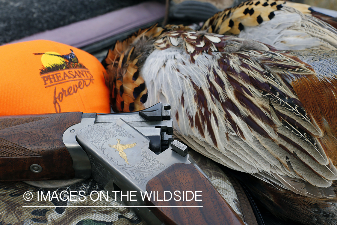 Bagged pheasant in back of pick-up.