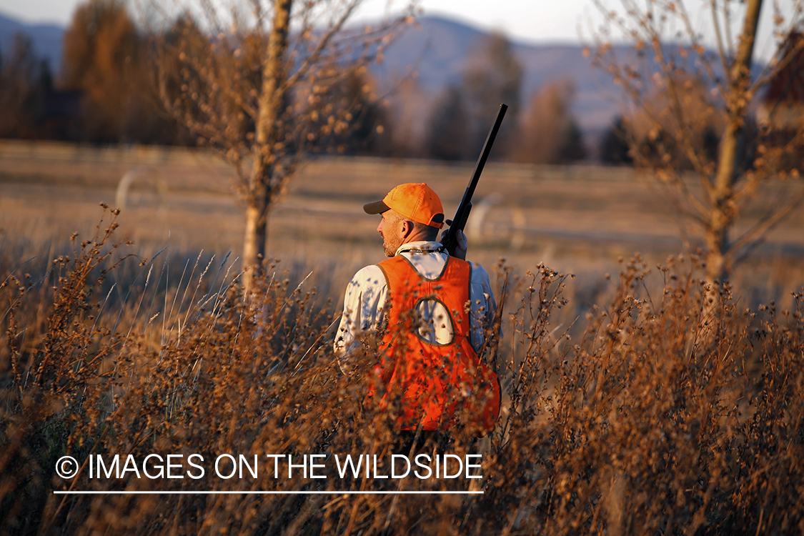 Pheasant hunter in field.