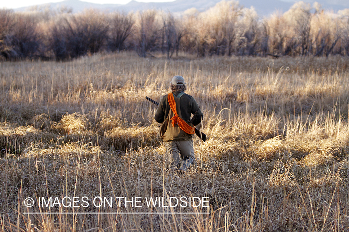 Pheasant hunter in field.