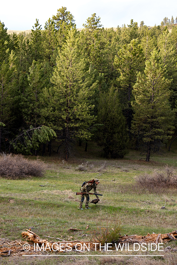 Women hunter setting turkey decoy.