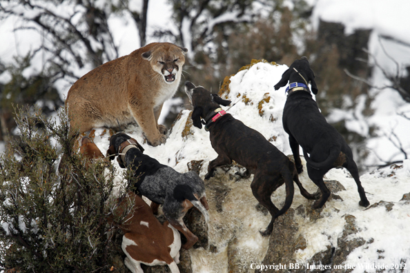 Hunting dogs cornering mountain lion.  