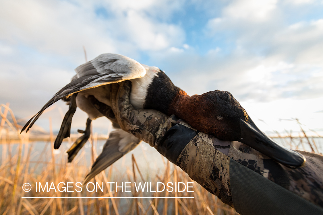 Hunter with bagged Canvasback duck.