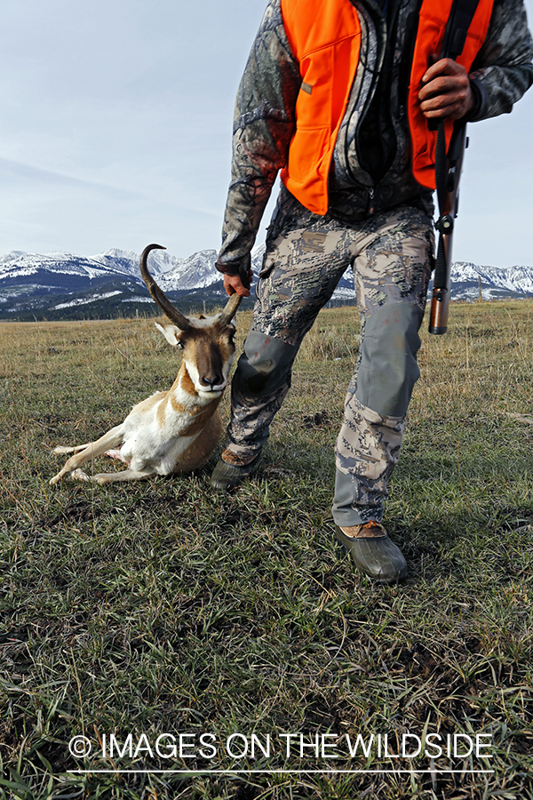 Pronghorn Antelope hunter dragging bagged antelope buck.