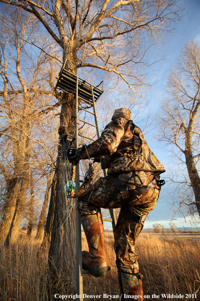 Bowhunter climbing to tree stand. 