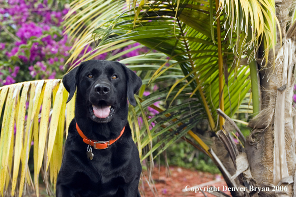 Black Labrador Retriever. 