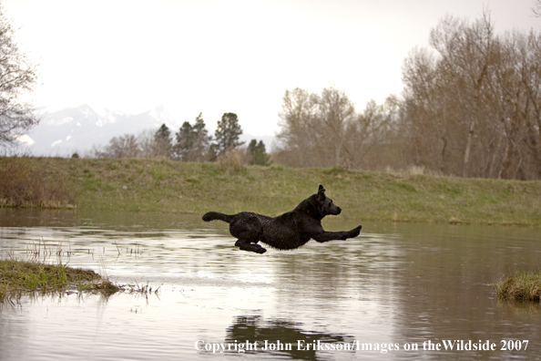 Black Labrador Retriever