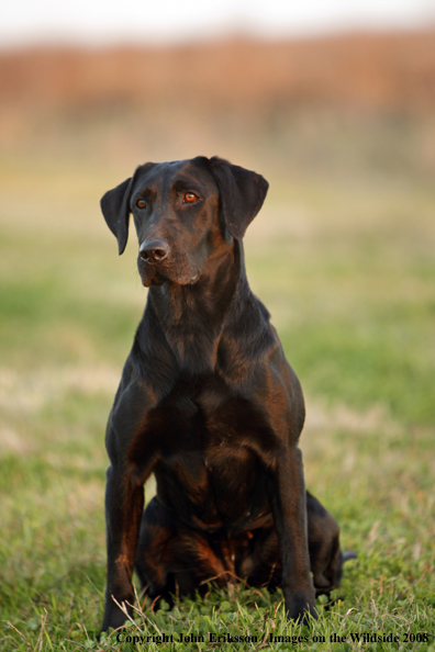 Black Labrador Retriever in field