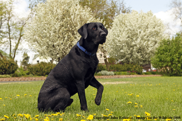 Black Labrador Retriever 