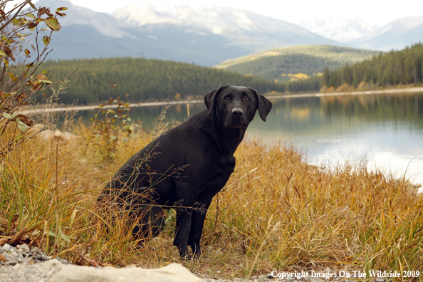 Black Labrador Retriever