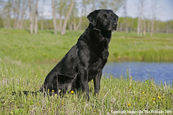 Black Labrador Retriever in field