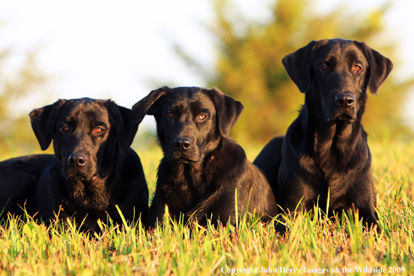 Black Labrador Retrievers in field