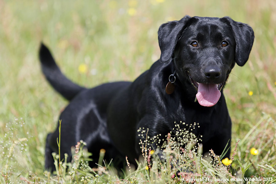 Black Labrador Retriever