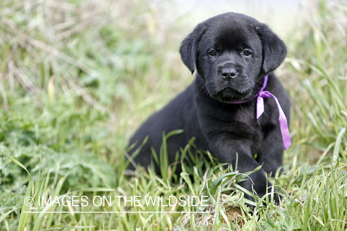 Black Labrador Retriever Puppy