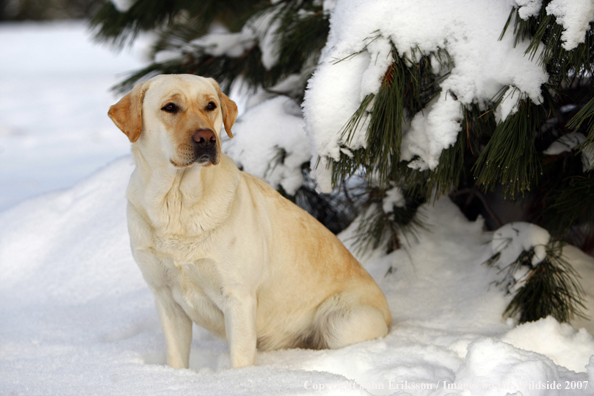 Yellow Labrador Retriever in field