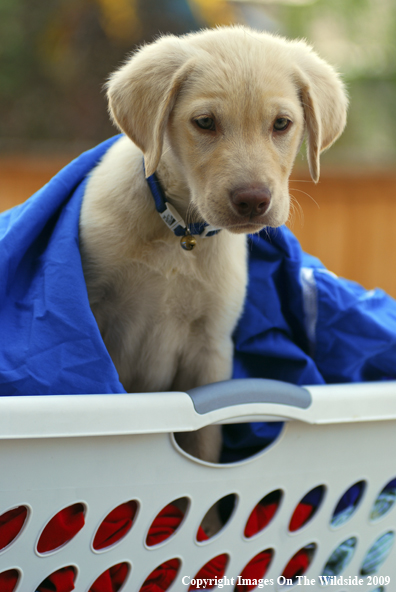 Yellow Labrador Puppy