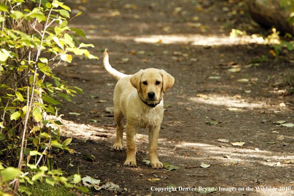 Yellow Labrador Retriever Puppy 