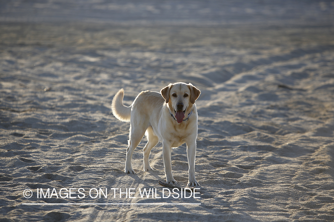 Yellow lab on beach with a stick.