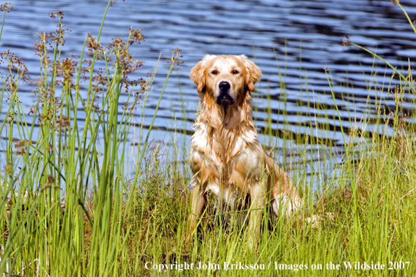 Golden Retriever 