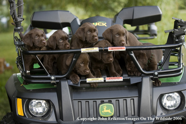 Chocolate Labrador Retriever puppies.