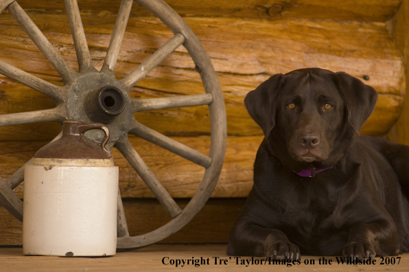 Chocolate labrador lounging.