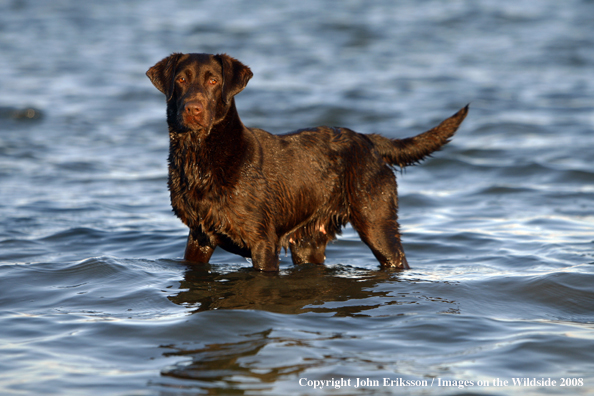 Chocolate Labrador Retriever