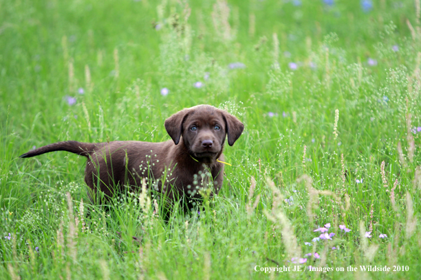 Chocolate Labrador Retriever Puppy