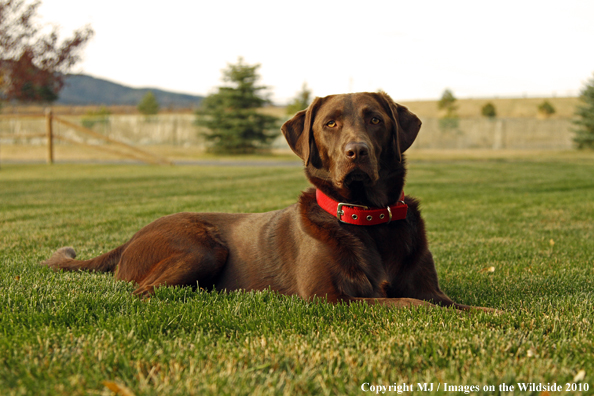 Chocolate Labrador Retriever