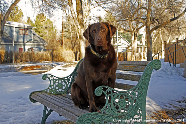 Chocolate Labrador Retriever on bench