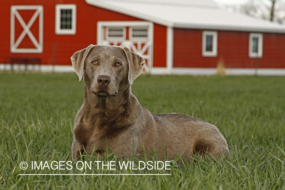 Chocolate (Silver) Labrador Retriever