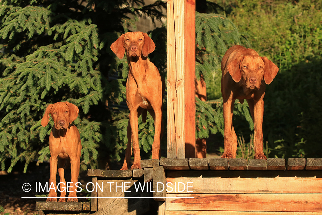 Vizslas on deck. 