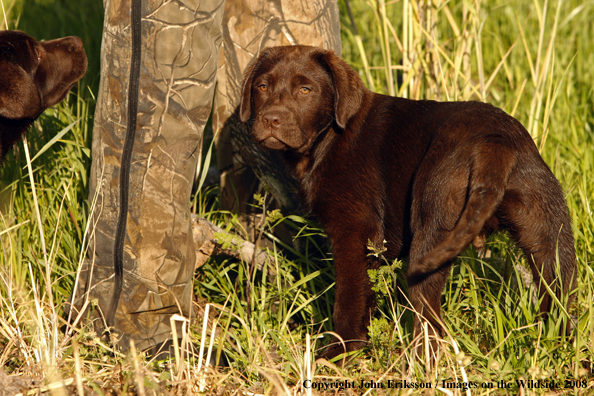 Chocolate Labrador Retriever puppies in field