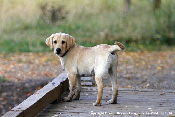 Yellow Labrador Retriever Puppy