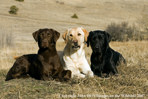 Multi-colored labrador retrievers in field.