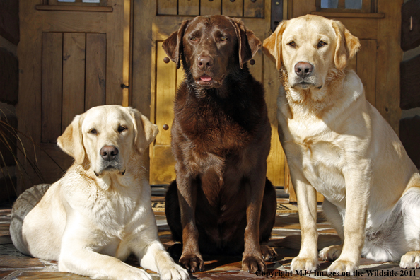 Yellow Labrador Retrievers and Chocolate Labrador Retriever 