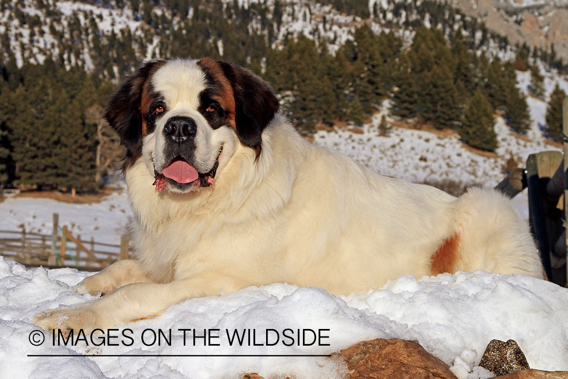 St. Bernard in field.