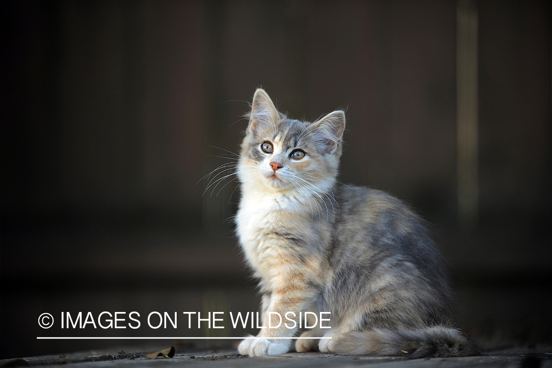 Cat sitting outside.