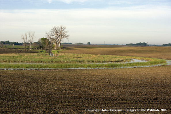 Wetlands near crop fields