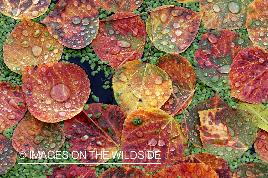 Close-up of aspen leaves and duckweed on pond.