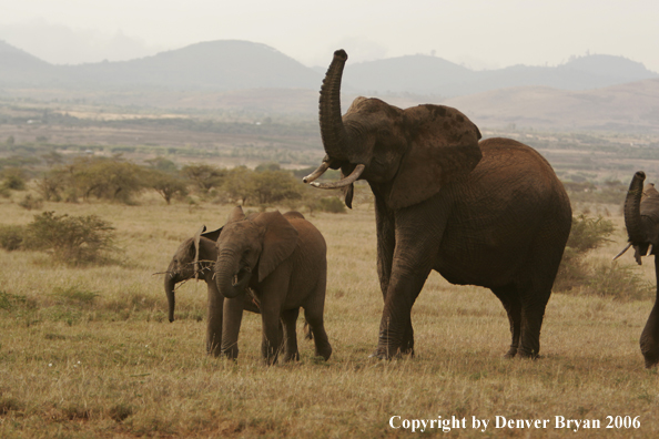 African Elephants