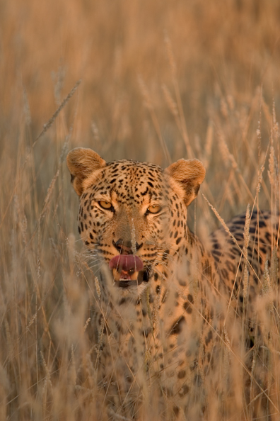 Leopard in habitat. Africa