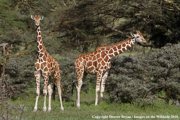 Reticulated Giraffe 