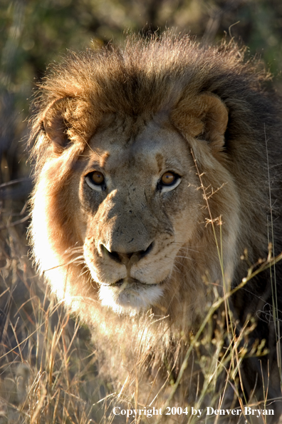 Male African lion in habitat. Africa