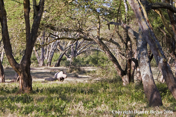 Black rhino in Africa.