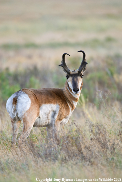 Antelope Buck in field